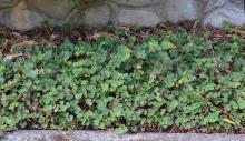 plant habit