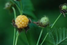 ripening fruit ripening fruit