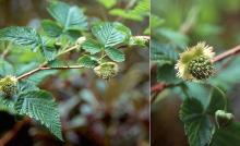 expanding leaves and deveoping fruit expanding leaves and deveoping fruit