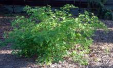 plant habit, spring plant habit, spring