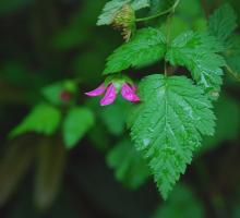 flower and leaf flower and leaf