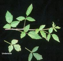 stems and leaves