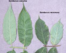 leaflet comparison