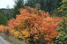 young stand, fall