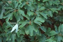 foliage