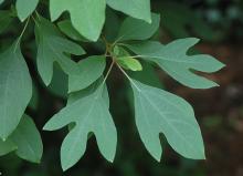 leaves