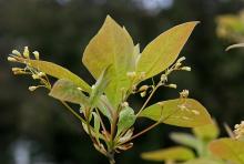 new leaves and flower buds