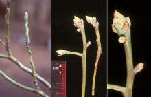 winter twigs and buds