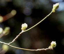 bud break, spring