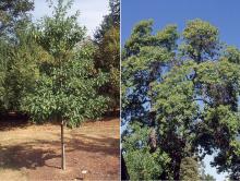 young tree and upper part of a large tree