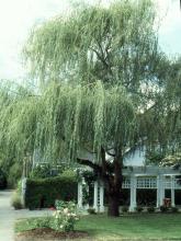 plant habit
