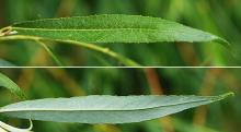 leaf