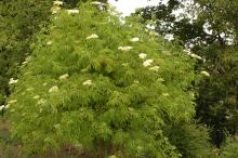 plant habit, flowering