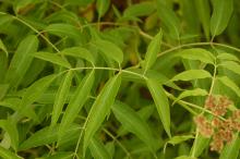 leaves