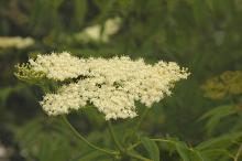 flower cluster