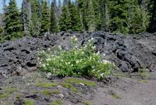 flowering, McKenzie Pass lava beds 