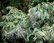 leaves and fruit clusters