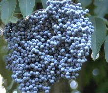 fruit cluster, ripe