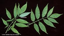 leaves