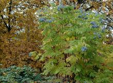 plant habit, ripe fruit