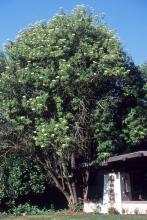 plant habit, flowering
