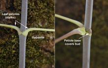 leaf attachment