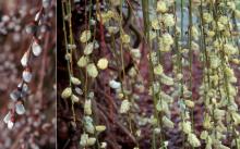 pendant branches and catkins