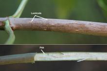 branches