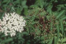 flower cluster and young fruit cluster