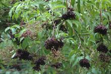 fruit clusters and leaves