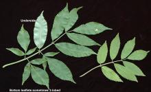 leaves