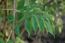 leaf