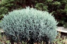 plant habit, spring (before flowering)