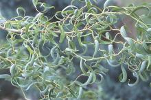 branches and leaves, summer
