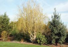 plant habit, winter