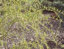 branches, spring