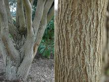 trunk, bark