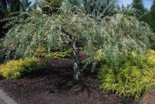 plant habit, summer plant habit, summer
