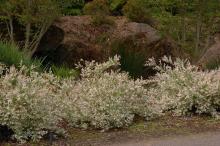 plant habit, spring plant habit, spring