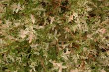 foliage, spring foliage, spring