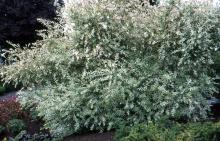 plant habit, summer plant habit, summer