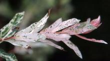 new leaves new leaves