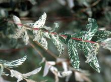 leaves, summer leaves, summer