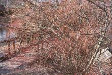 plant habit, winter plant habit, winter