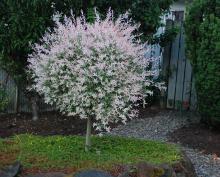 plant habit, spring plant habit, spring