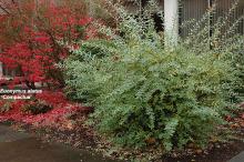 plant habit, fall plant habit, fall