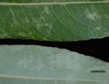 leaf surface and margin leaf surface and margin