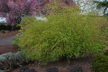 plant habit, leafing out in spring plant habit, leafing out in spring