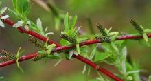 expanding leaves, flowers, and stems expanding leaves, flowers, and stems