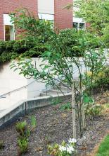 plant habit, young plant